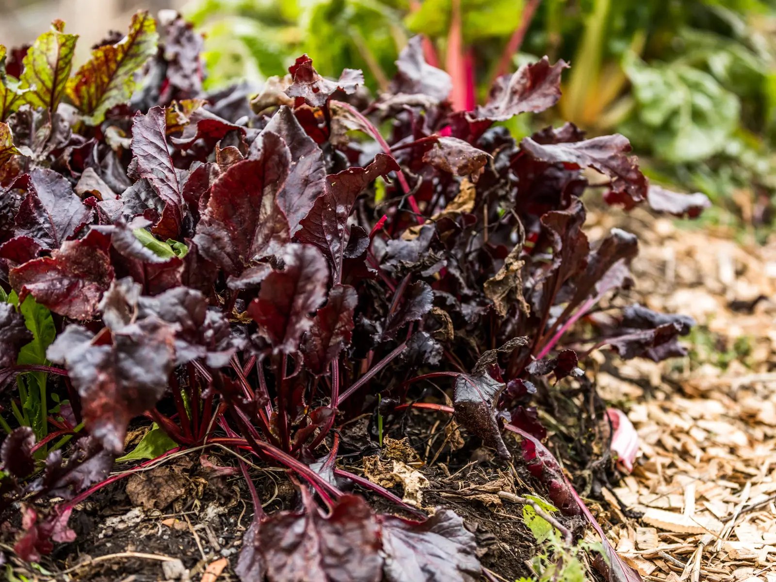 Beetroot plants with dark red leaves growing in a mulched bed