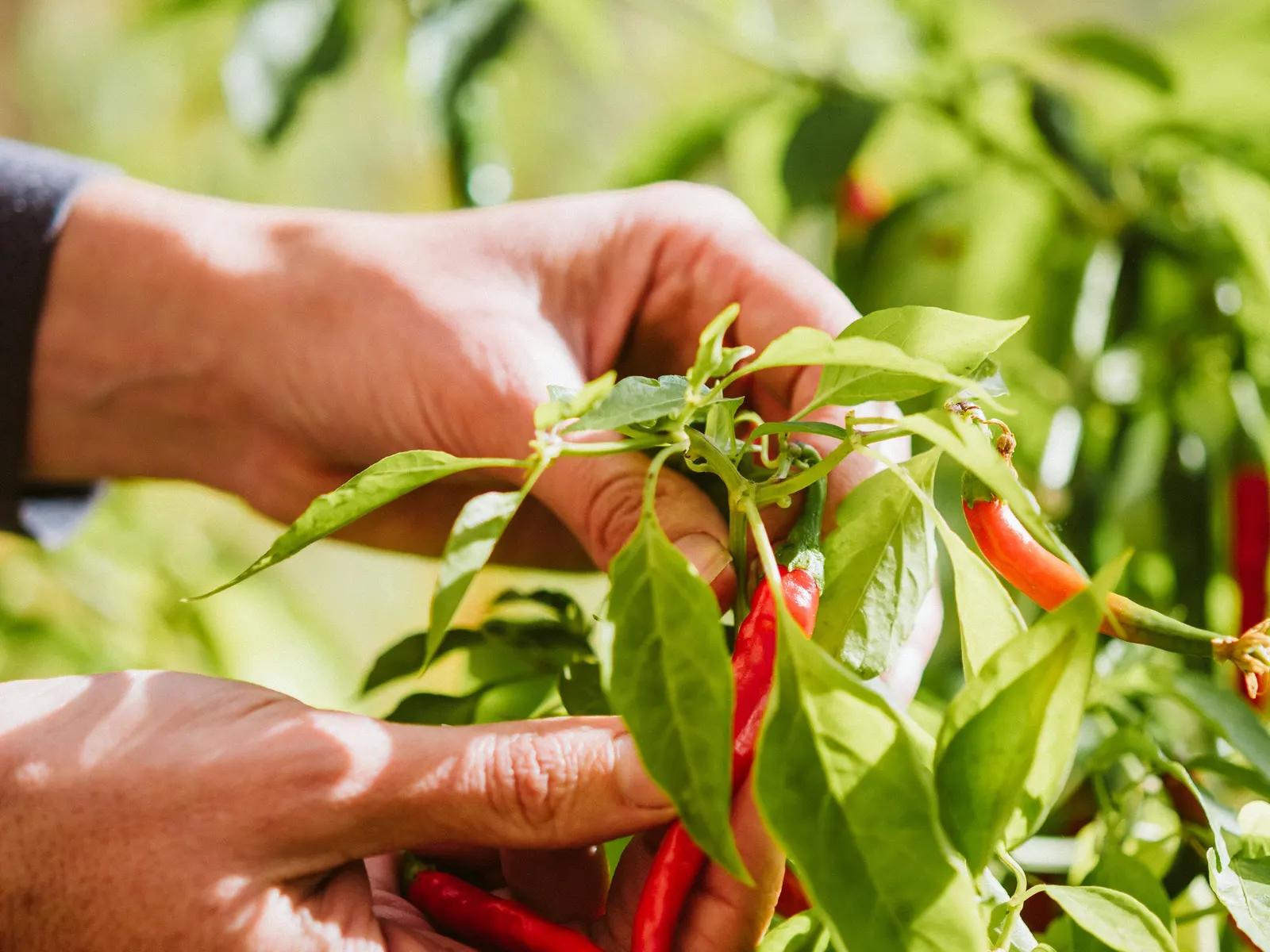 Hands holding a chilli plant with ripe red chillies