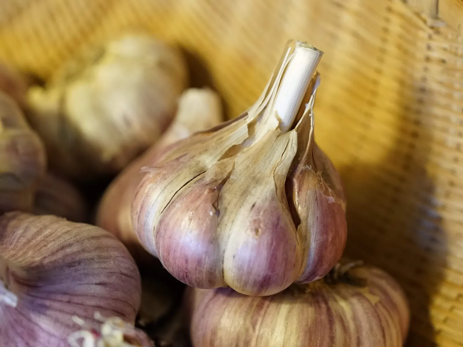 Garlic bulb with purple-striped skin in a basket