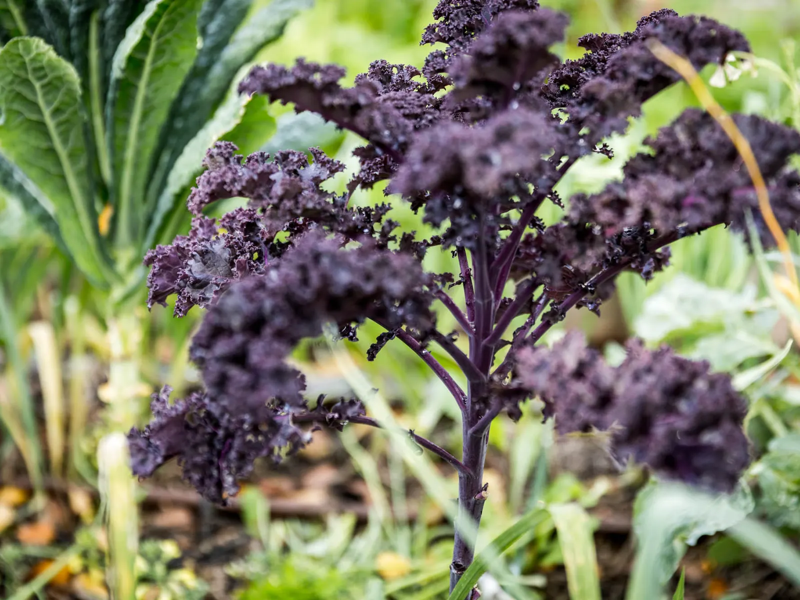 Purple curly kale plant growing in a garden bed