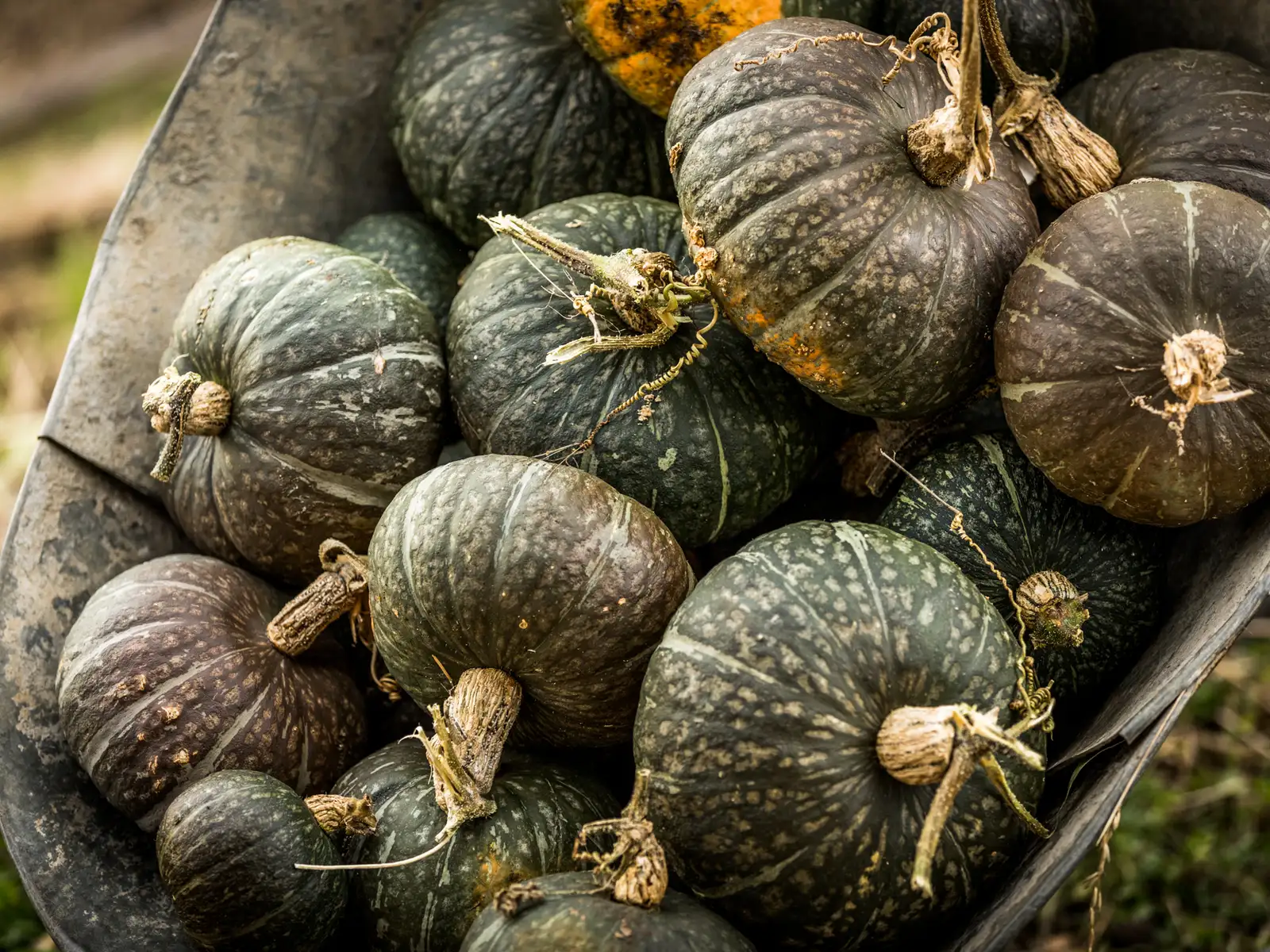 Kabocha pumpkins heaped in a wheelbarrow
