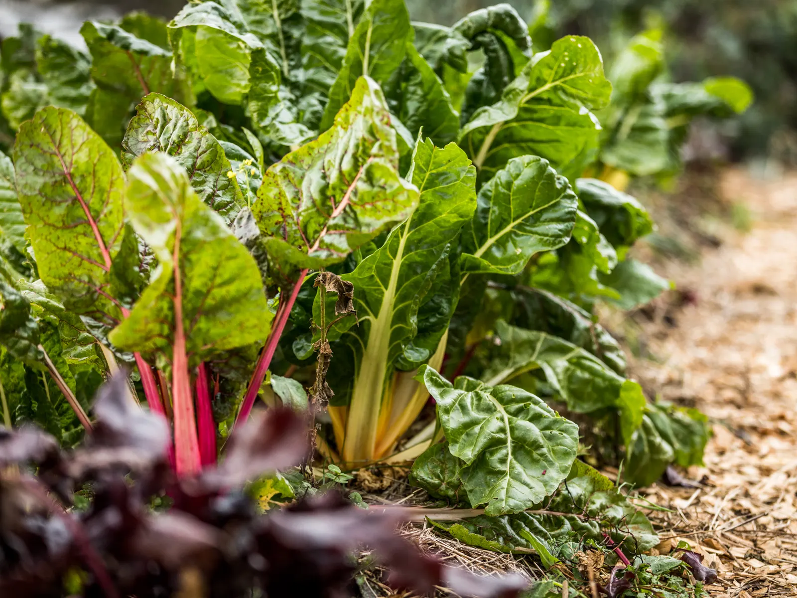 Silverbeet with pink and yellow stems growing in a bed