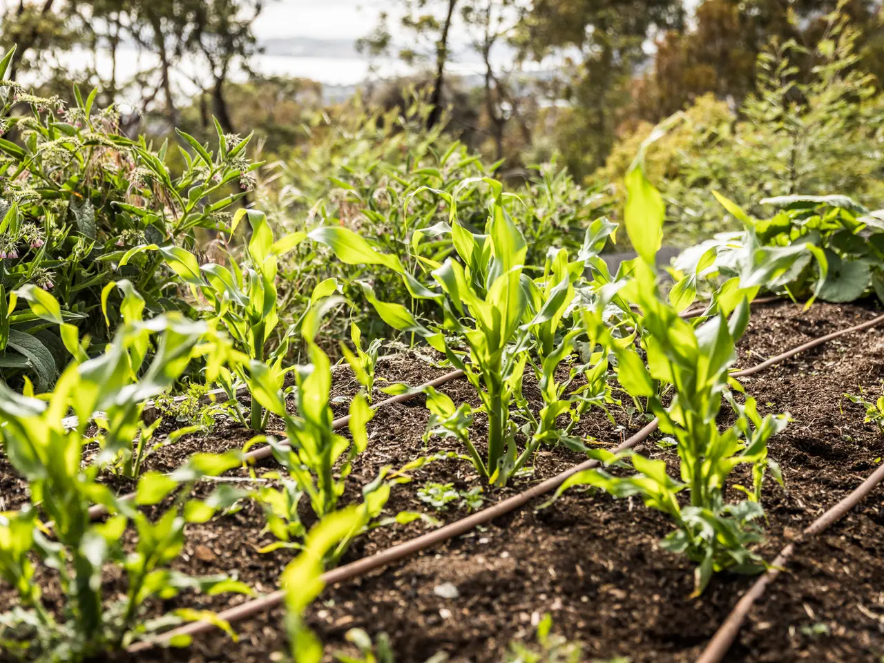 Young sweet corn plants growing in a row beside a drip line