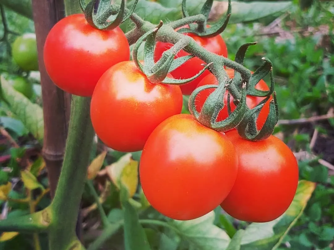 Tomato truss of ripe red cherry tomatoes on the vine
